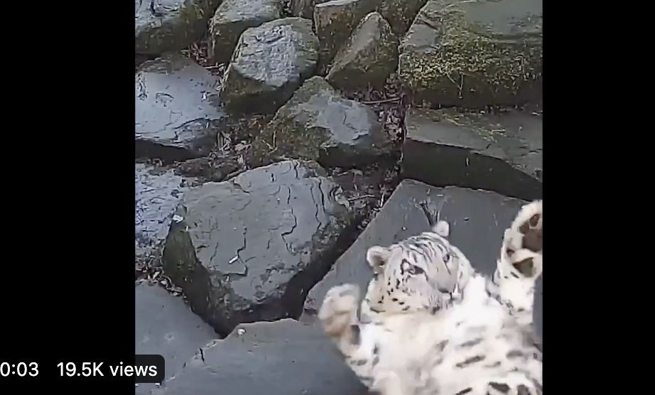 Camera Facing Snow Leopard